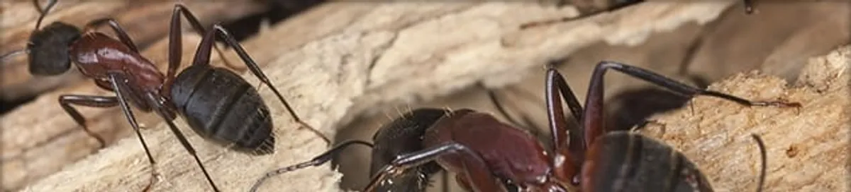 Close-up of ants on wood showing an active ant infestation in Cape Coral, FL