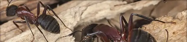 Close-up of ants on wood showing an active ant infestation in Cape Coral, FL