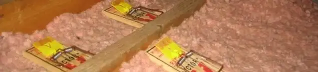 Mouse traps placed in an attic for rodent control in Cape Coral, FL