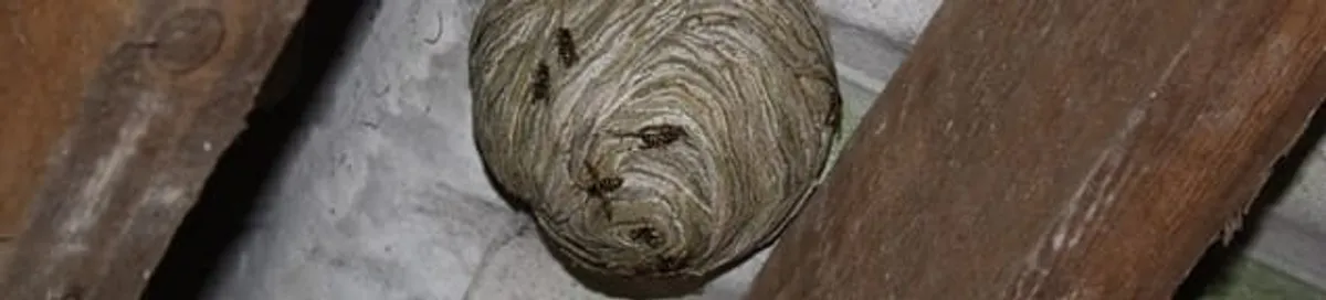 Wasp nest in an attic space, a common home infestation risk in Cape Coral, FL