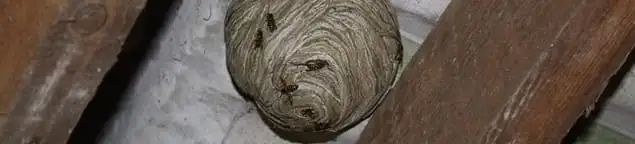 Wasp nest in an attic space, a common home infestation risk in Cape Coral, FL