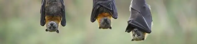 Bats roosting together, a common sign of a bat infestation in Cape Coral, FL