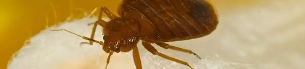 Close-up of a bed bug, a sign of an active infestation in Cape Coral, FL
