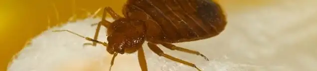 Close-up of a bed bug, a sign of an active infestation in Cape Coral, FL