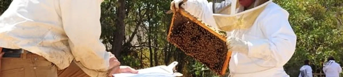 Bee removal specialists relocating a hive and honeycomb safely in Cape Coral, FL