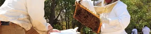 Bee removal specialists relocating a hive and honeycomb safely in Cape Coral, FL