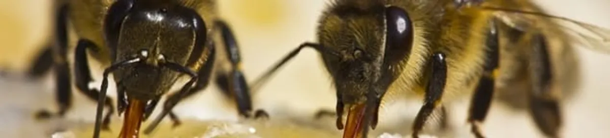 Close-up of honey bees, a sign of a nearby hive in Cape Coral, FL