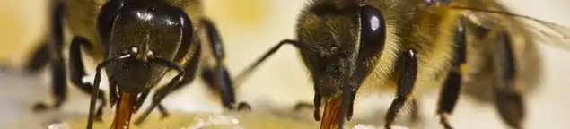 Close-up of honey bees, a sign of a nearby hive in Cape Coral, FL