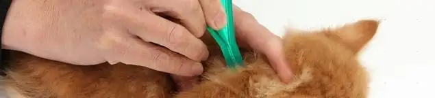 Flea treatment for pets using a flea comb, a sign of flea problems in Cape Coral, FL