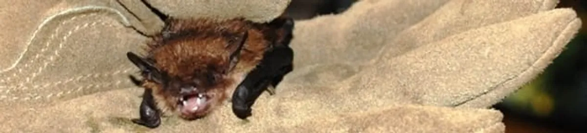 Bat removal specialist holding a bat safely during humane exclusion in Cape Coral, FL
