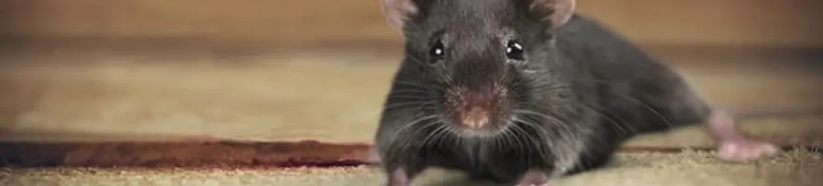 Mouse indoors, a common sign of a rodent infestation in Cape Coral, FL