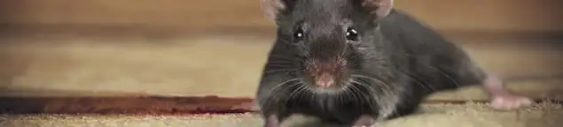 Mouse indoors, a common sign of a rodent infestation in Cape Coral, FL