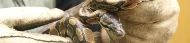Snake removal specialist safely handling a snake with protective gloves in Cape Coral, FL