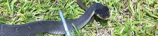 Snake in a yard, a common sign of a snake problem near a home in Cape Coral, FL