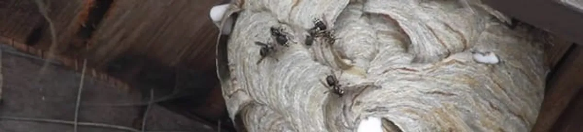Close-up of a wasp nest with active wasps, a sign of an infestation in Cape Coral, FL