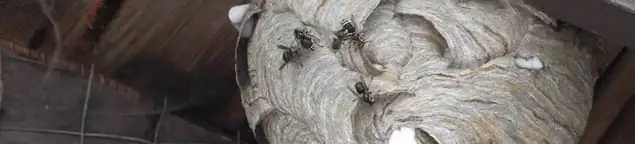 Close-up of a wasp nest with active wasps, a sign of an infestation in Cape Coral, FL